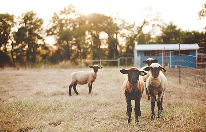 farmingchefs