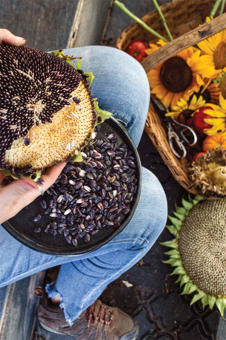 Roasted Sunflower Seeds Edible Dallas and Fort Worth