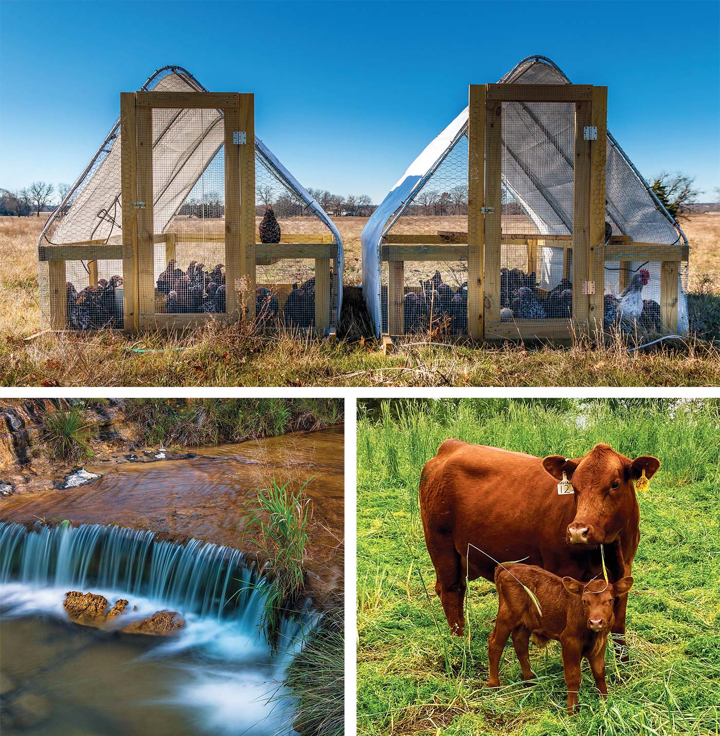 Sister Grove Farm Building a Sense of Place Edible Dallas and Fort Worth