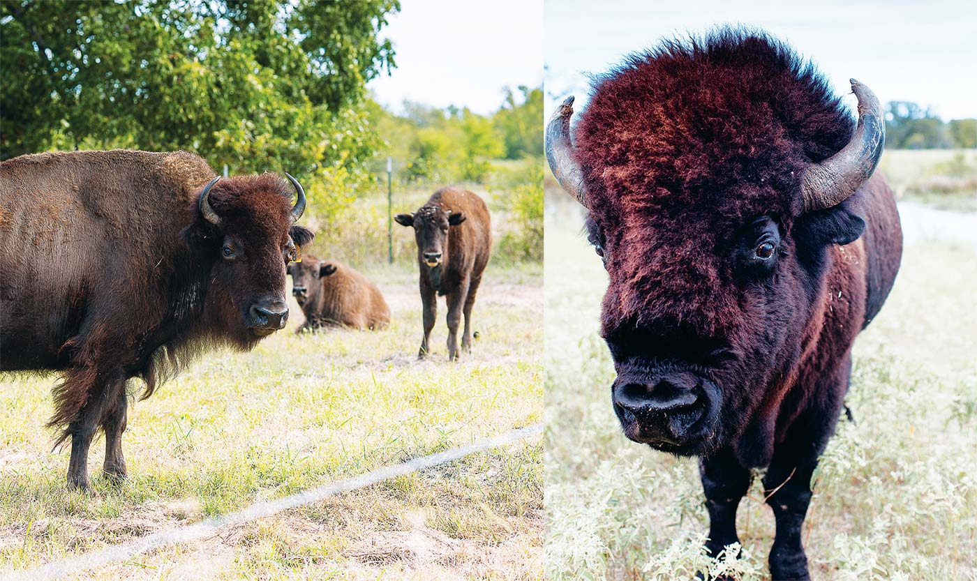 North American Bison Come Home to Texas - Edible Dallas and Fort Worth