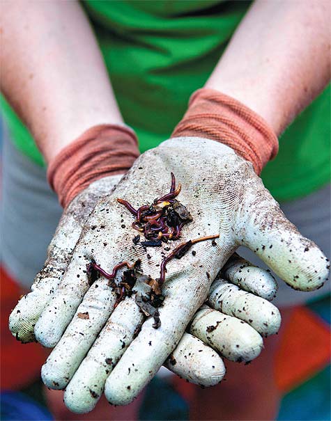 HOW DOES YOUR GARDEN GROW: WRANGLING RED WIGGLERS - Edible Dallas and Fort  Worth